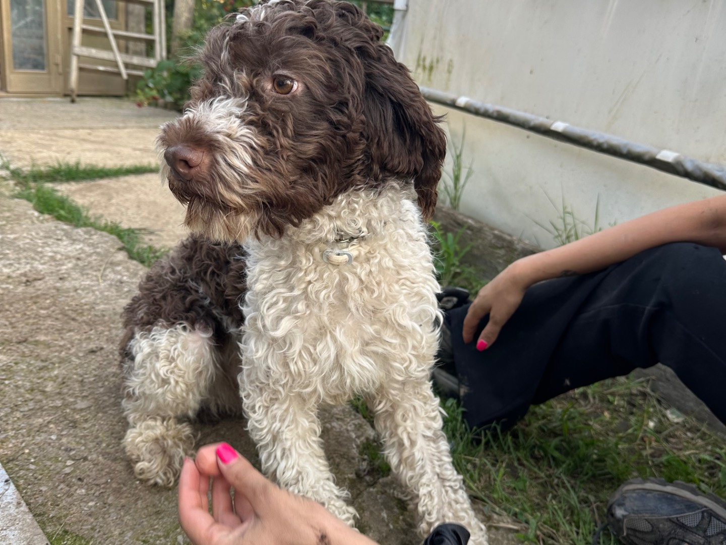 Adotta il cane Bill a Salerno