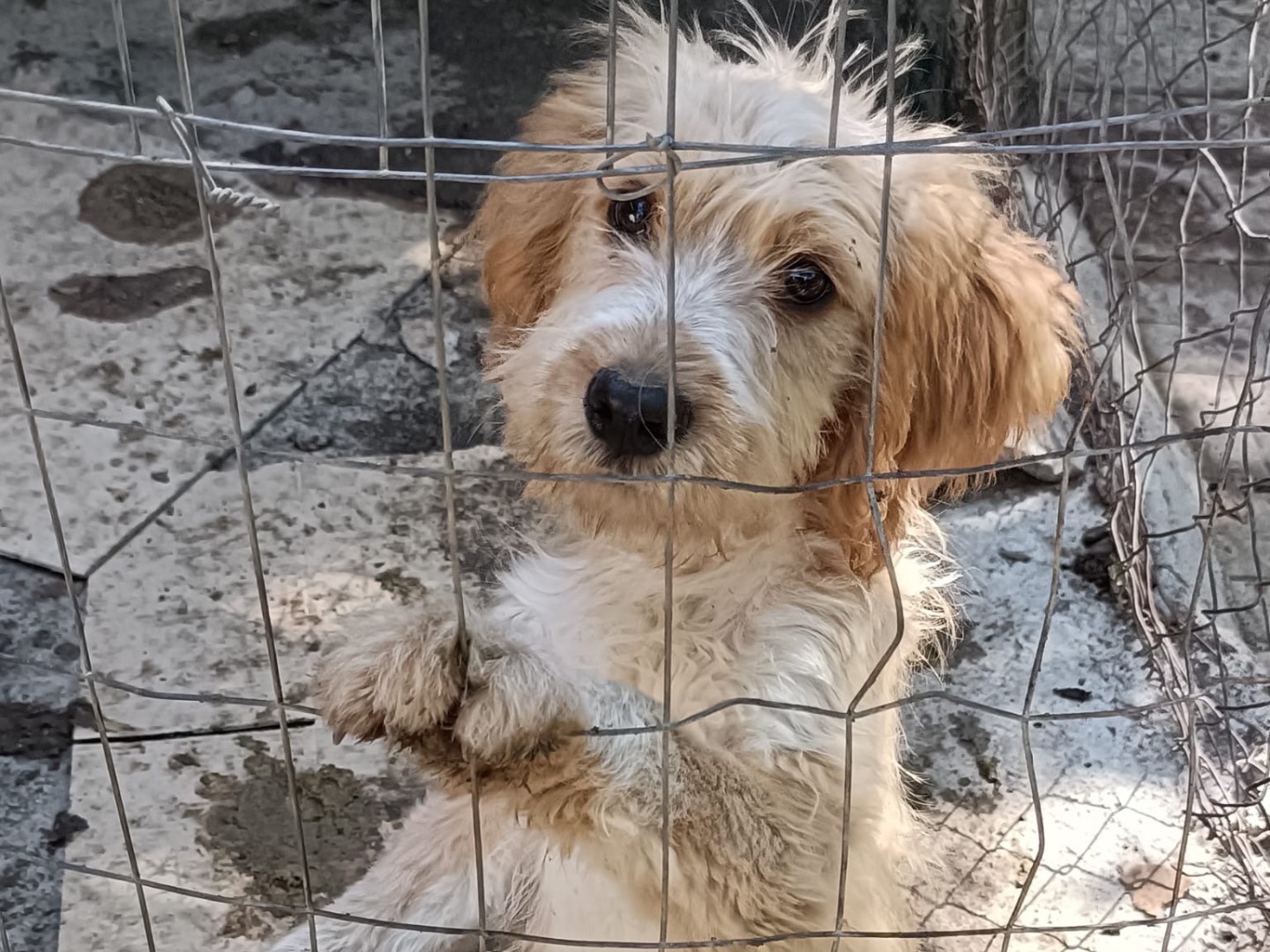 Adotta un cane, taglia media contenuta, maschio, Salerno