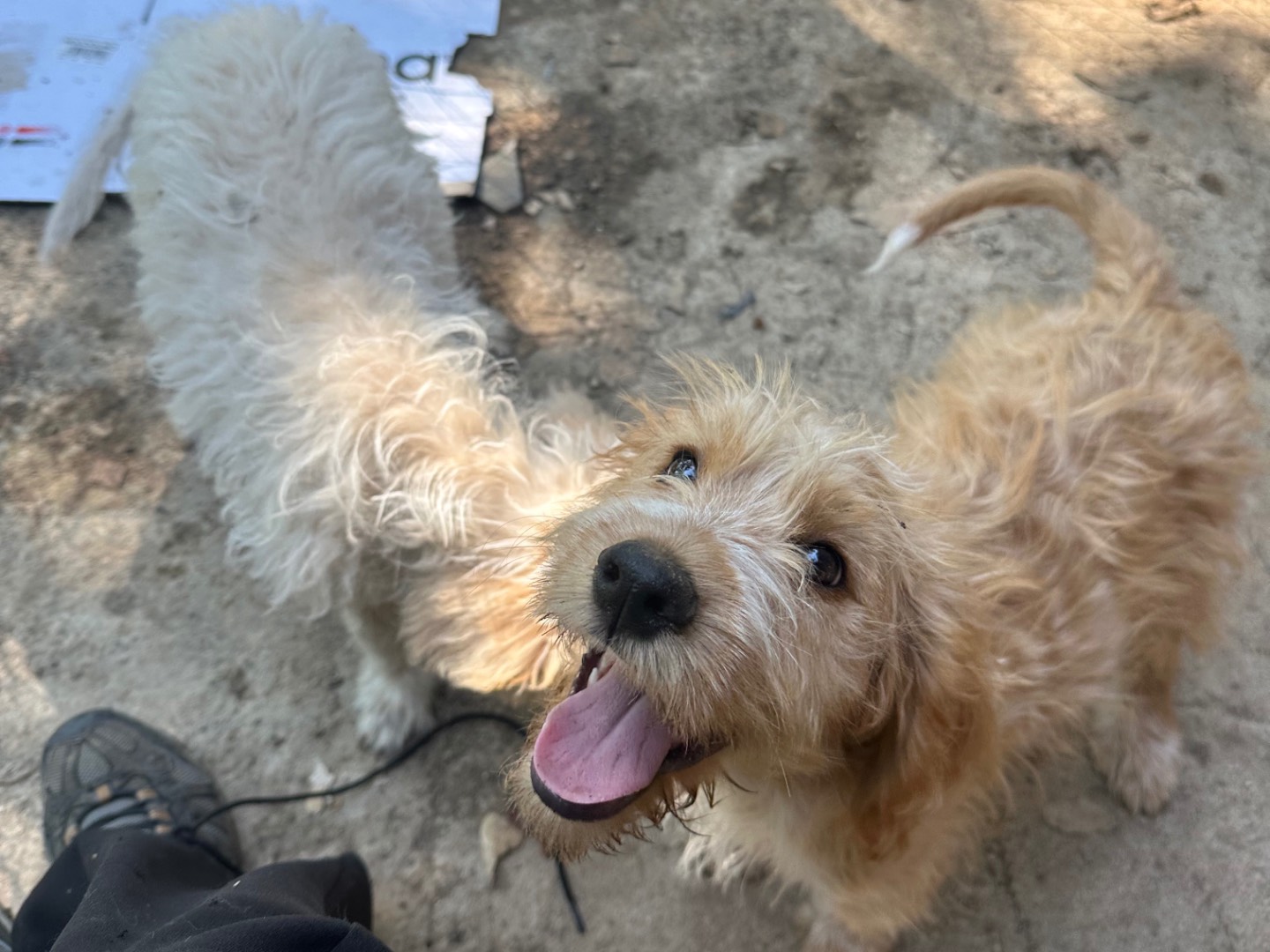 Adotta il cane Croc a Salerno