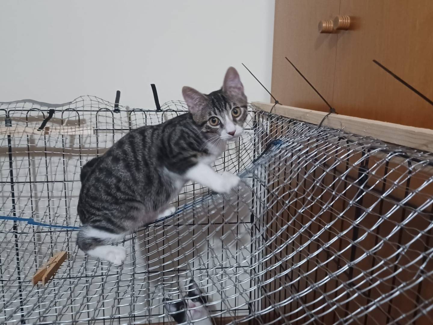 Adozione gatto, maschio, Razza sconosciuta Razza sconosciuta, 1 mesi, taglia non valida, Milano