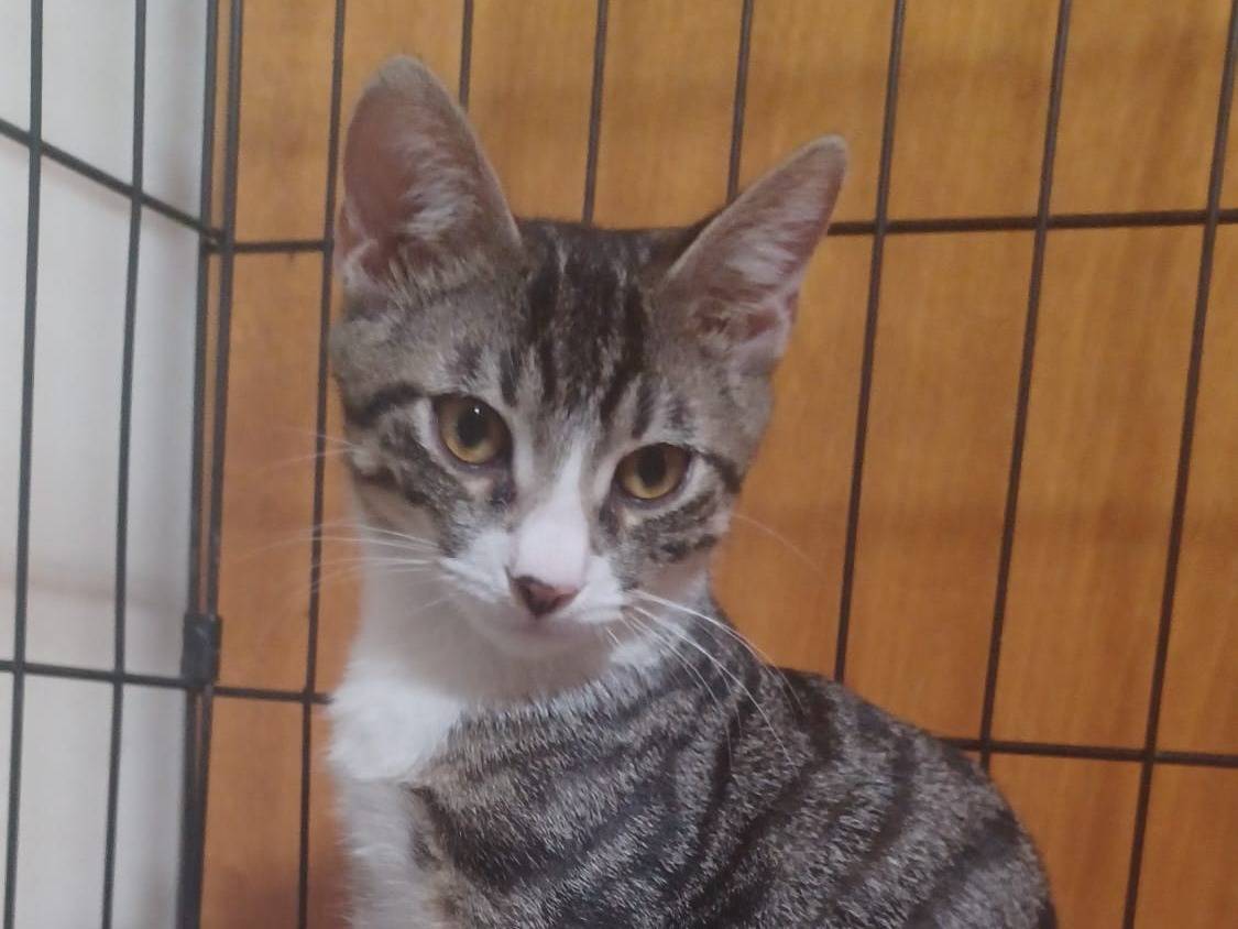 Adotta un gatto, maschio, 1 mesi, Milano