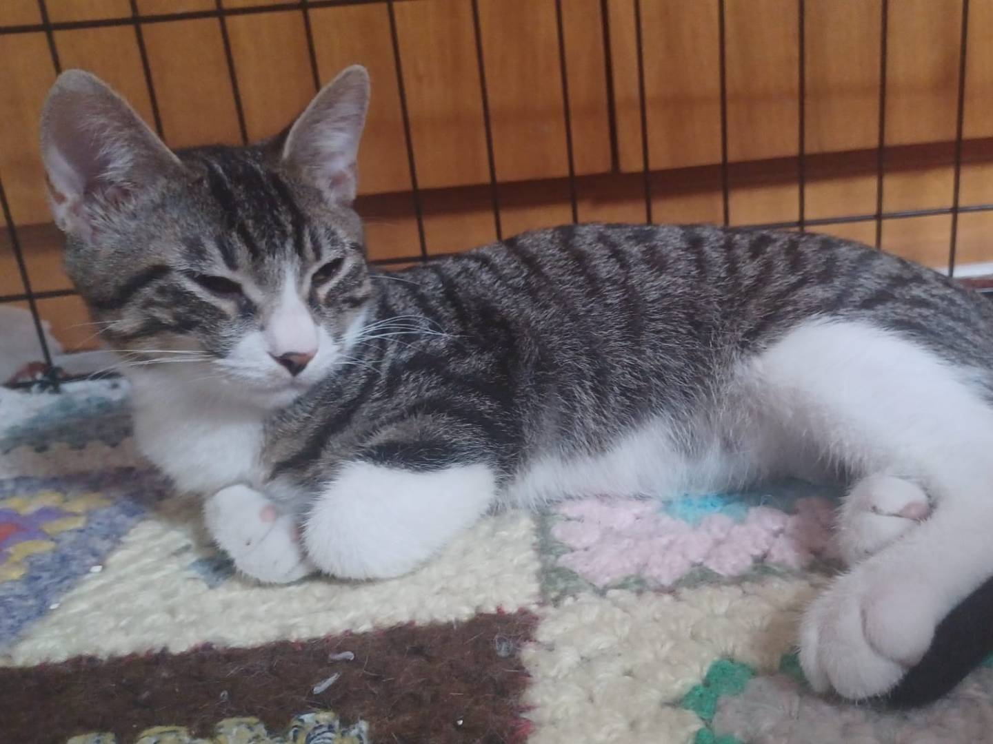 Adotta un gatto, taglia non valida, maschio, Milano