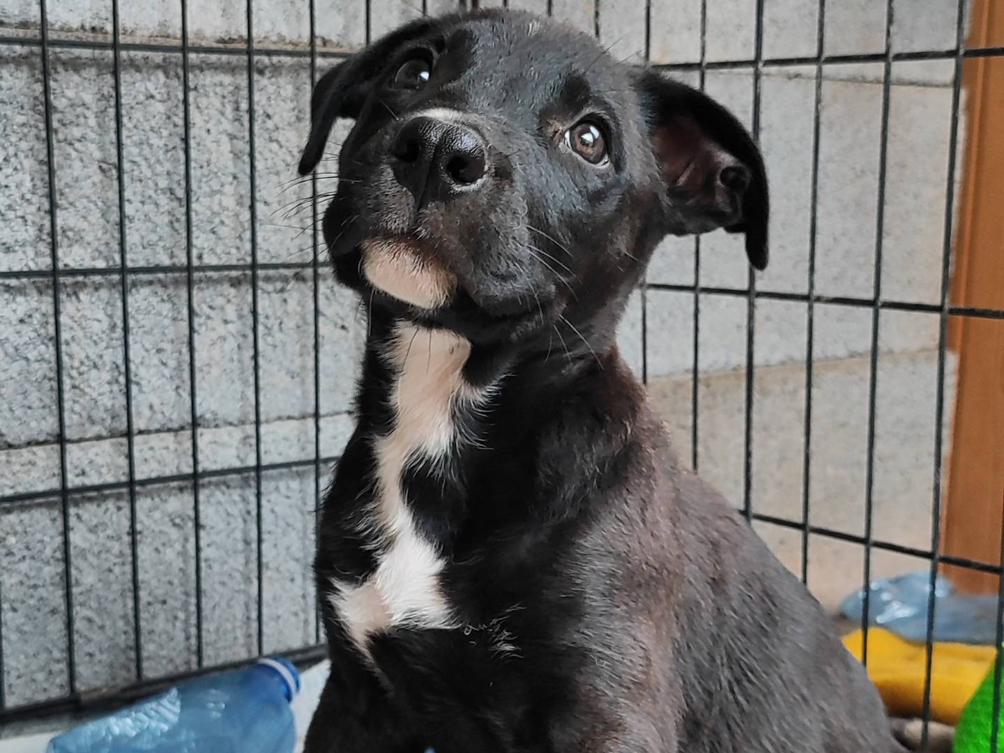Adotta un cane, maschio, 2 mesi, Messina
