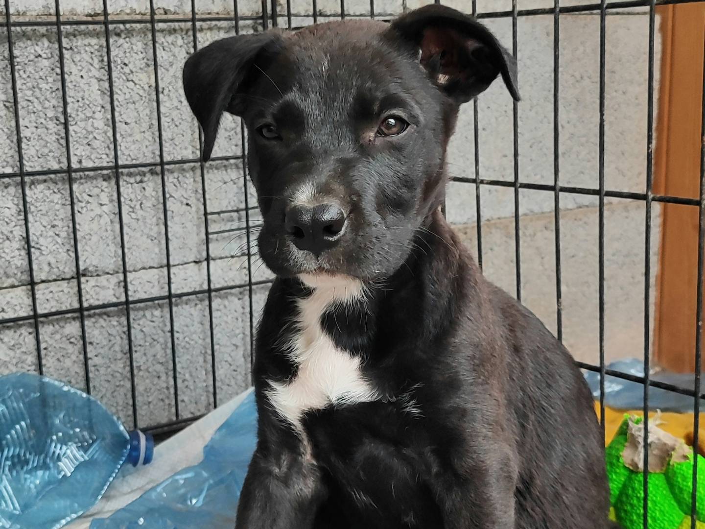 Adotta un cane, taglia media, maschio, Messina