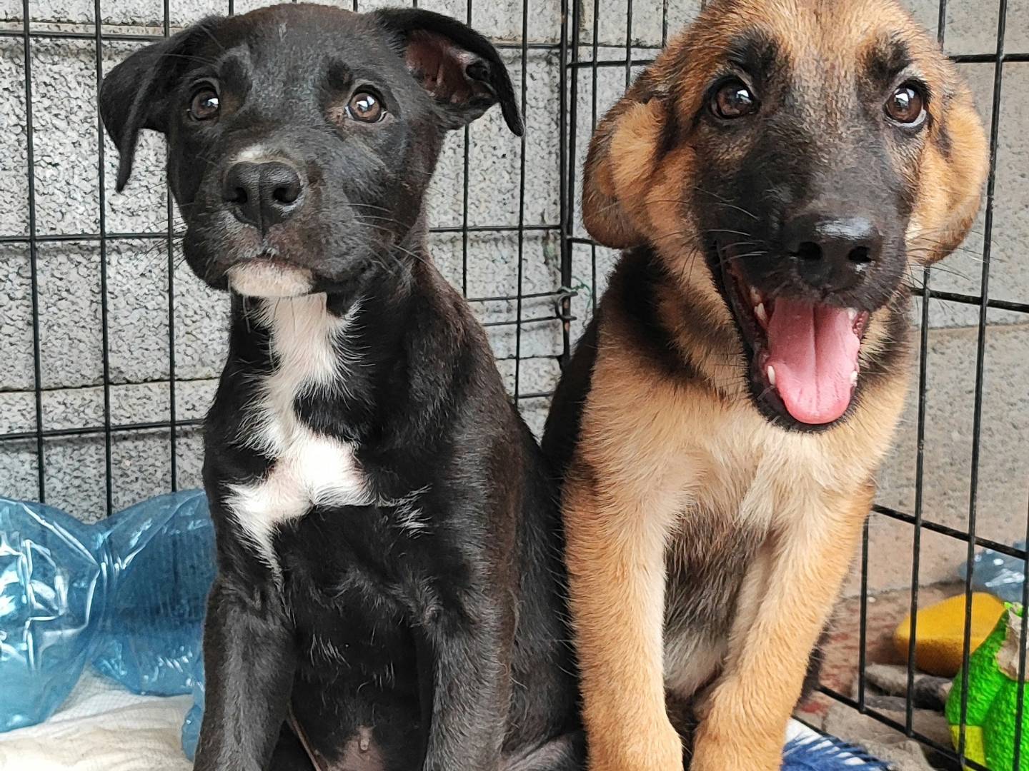 Vuoi adottare un cane a Messina?