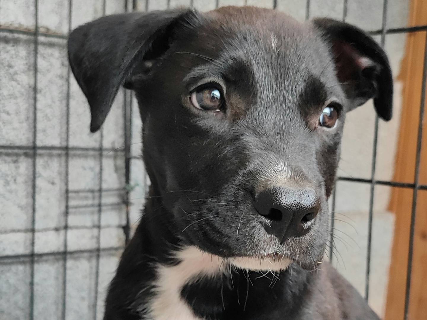 Adotta il cane RYUK a Messina