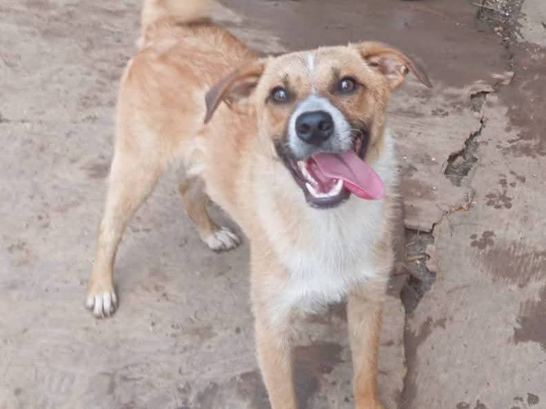 Adozione cane, maschio, Razza sconosciuta Razza sconosciuta, 9 mesi, taglia media, Como