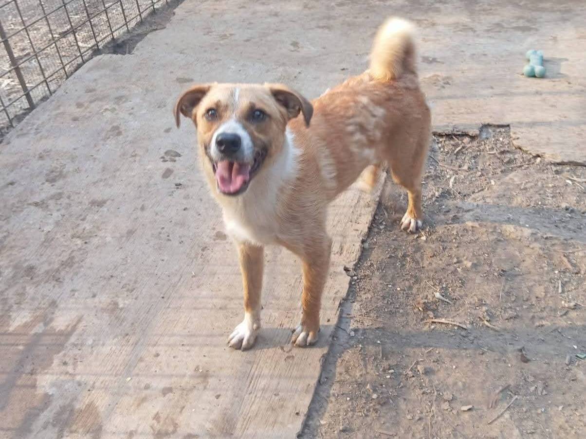 Adotta un cane, maschio, 9 mesi, Como