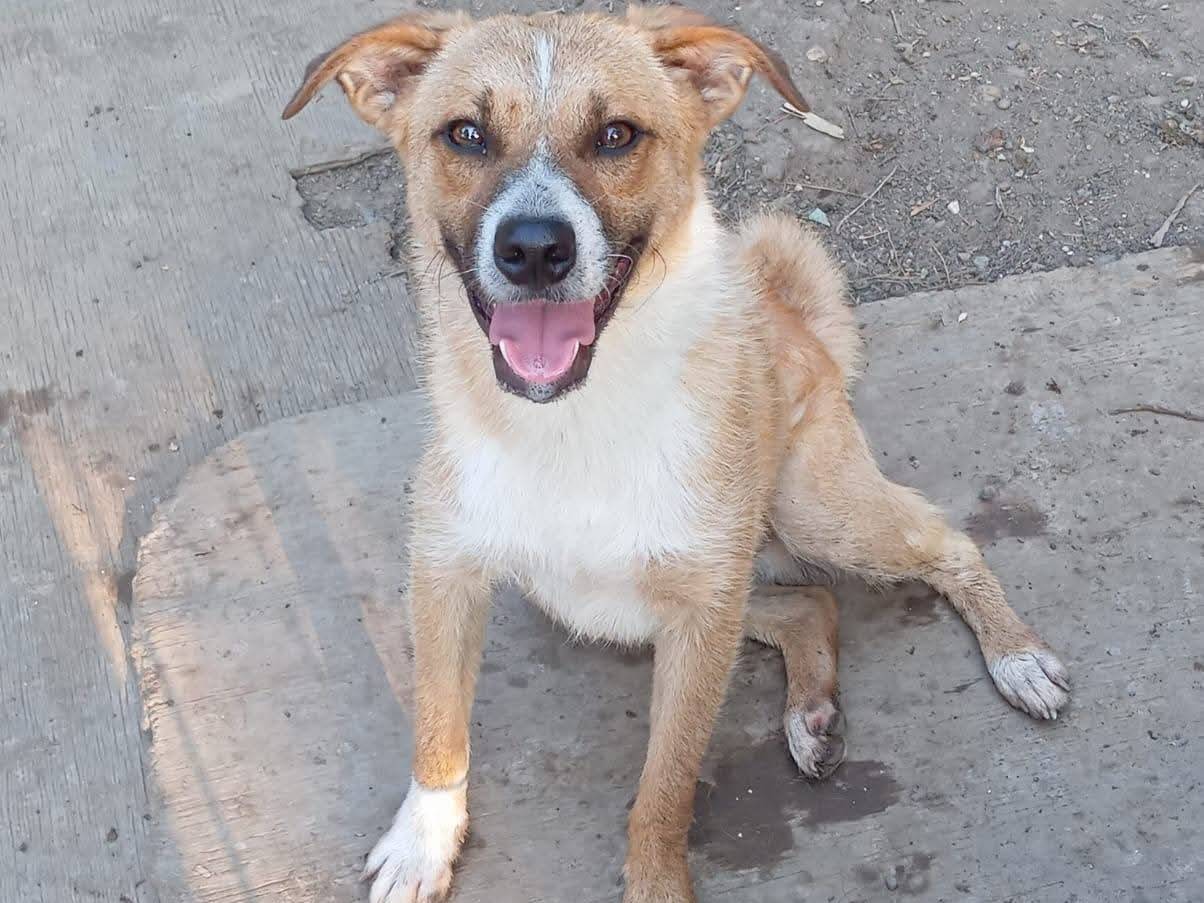 Adotta un cane, taglia media, maschio, Como