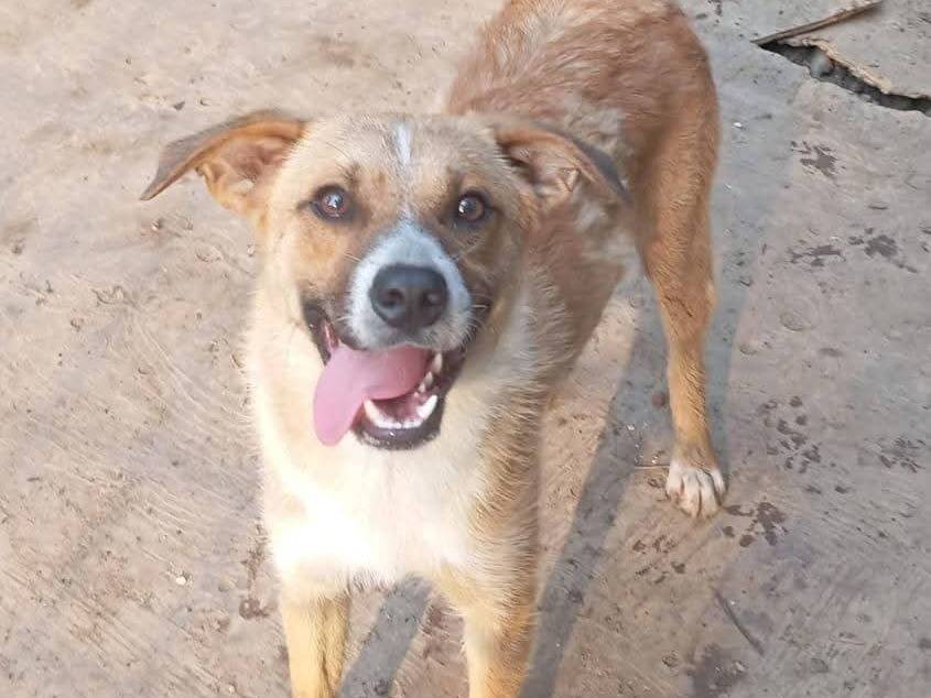 Vuoi adottare un cane a Como?