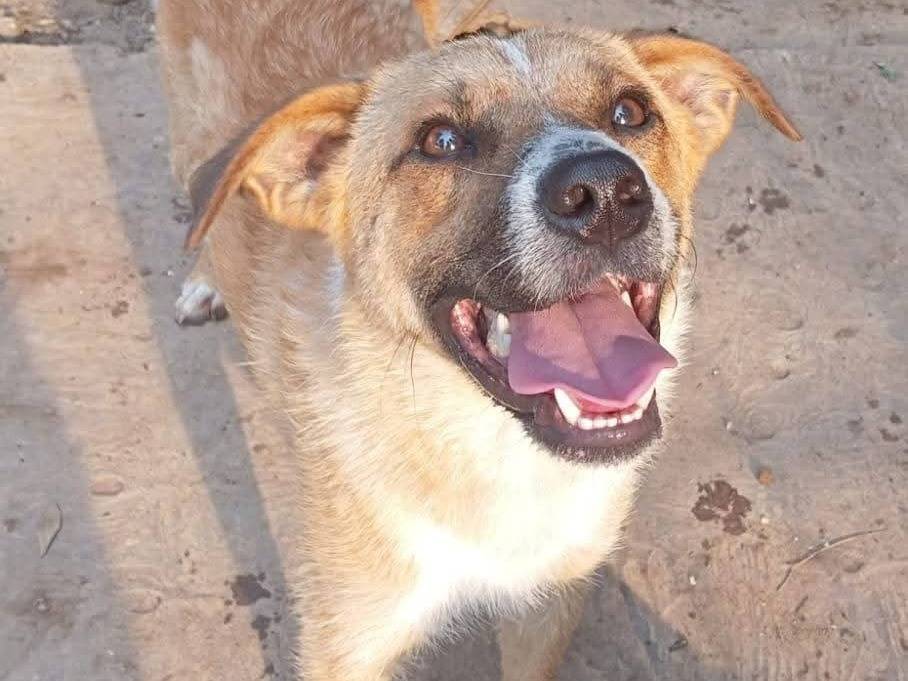 Adotta il cane LUCY a Como