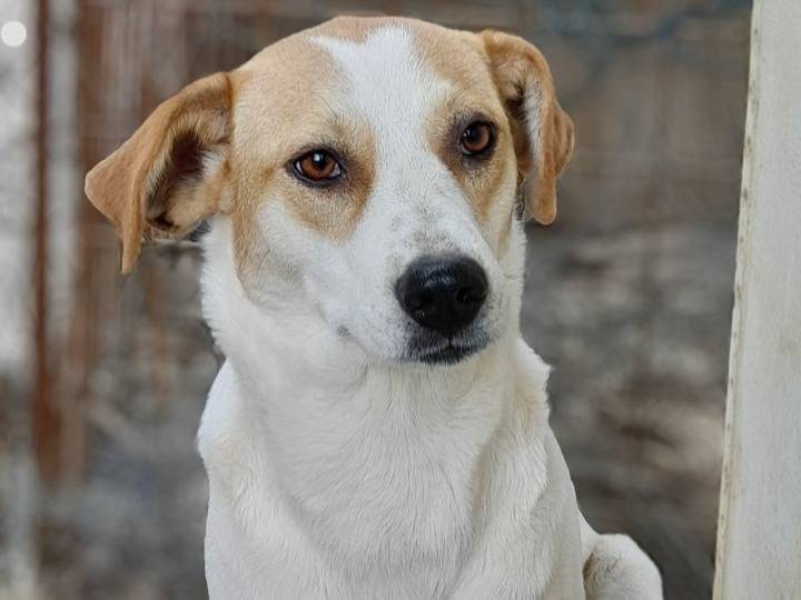 Adozione cane, femmina, Razza sconosciuta Razza sconosciuta, 3 anni e 3 mesi, taglia media, Como
