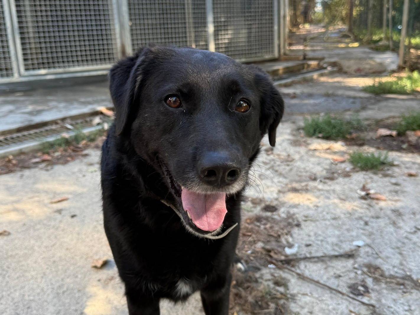 Vuoi adottare un cane a Bologna?