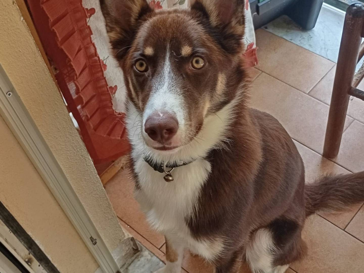 Adozione cane, maschio, Razza sconosciuta Razza sconosciuta, 7 mesi, taglia media, Varese