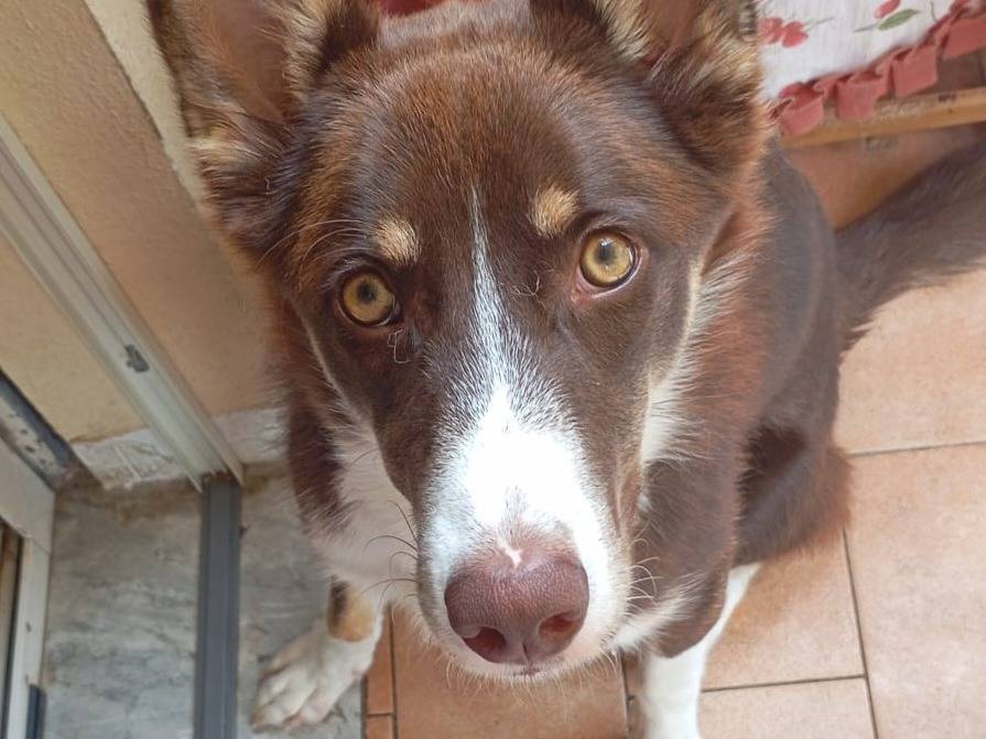 Adotta un cane, maschio, 7 mesi, Varese