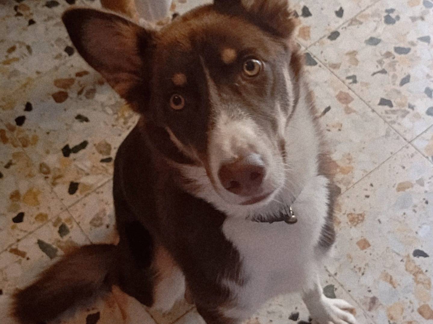 Adotta un cane, taglia media, maschio, Varese