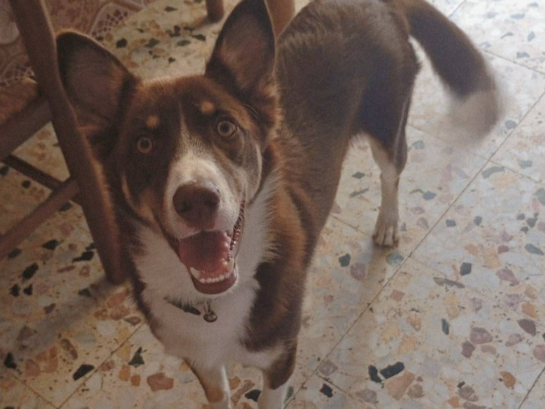 Vuoi adottare un cane a Varese?