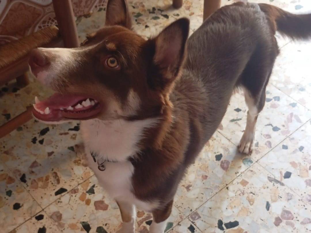 Adotta il cane UNA MAMMA PER CHOCO a Varese