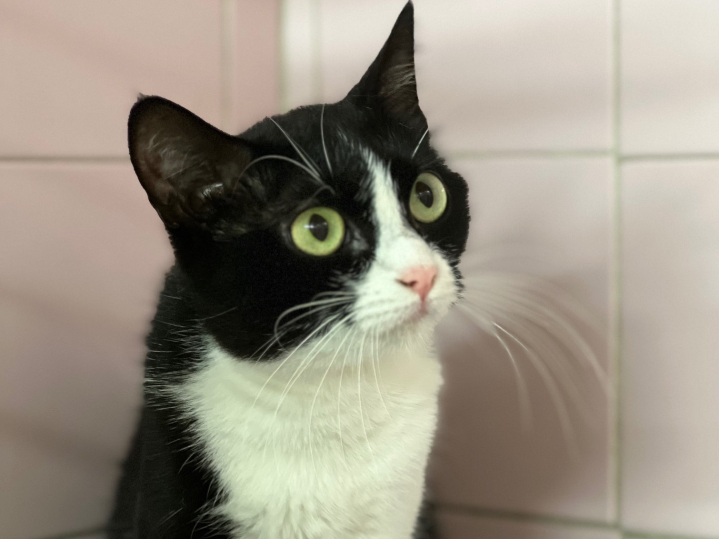 Vuoi adottare un gatto a Milano?