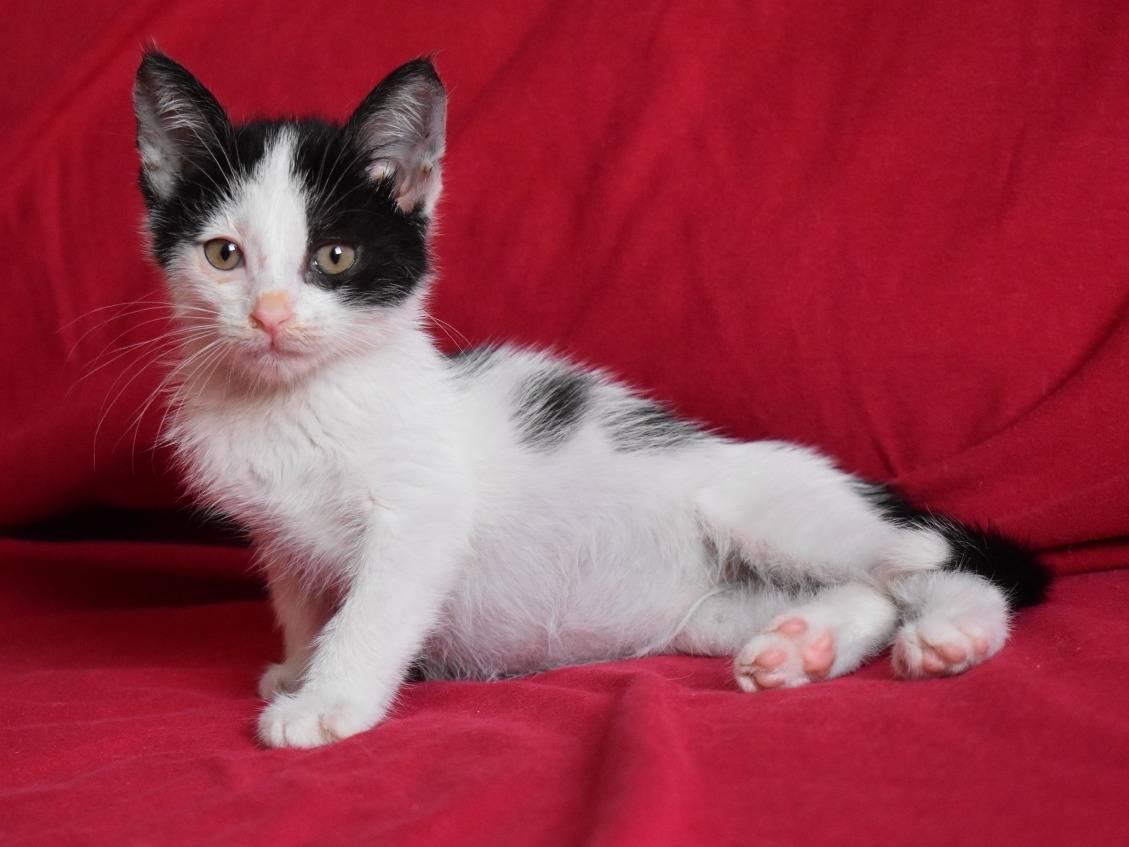 Adotta un gatto, femmina, 1 mesi, Roma