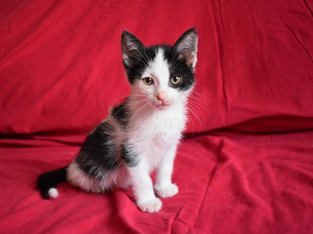 Adotta un gatto, taglia non valida, femmina, Roma