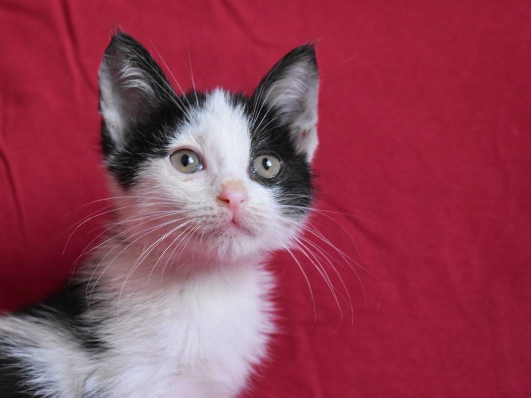 Adotta il gatto Marmellina a Roma