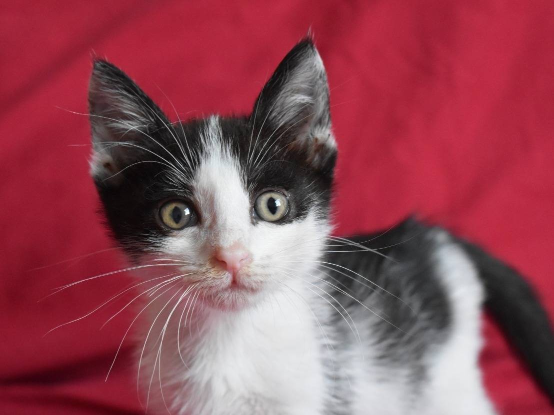 Adozione gatto, maschio, Razza sconosciuta Razza sconosciuta, 1 mesi, taglia non valida, Roma
