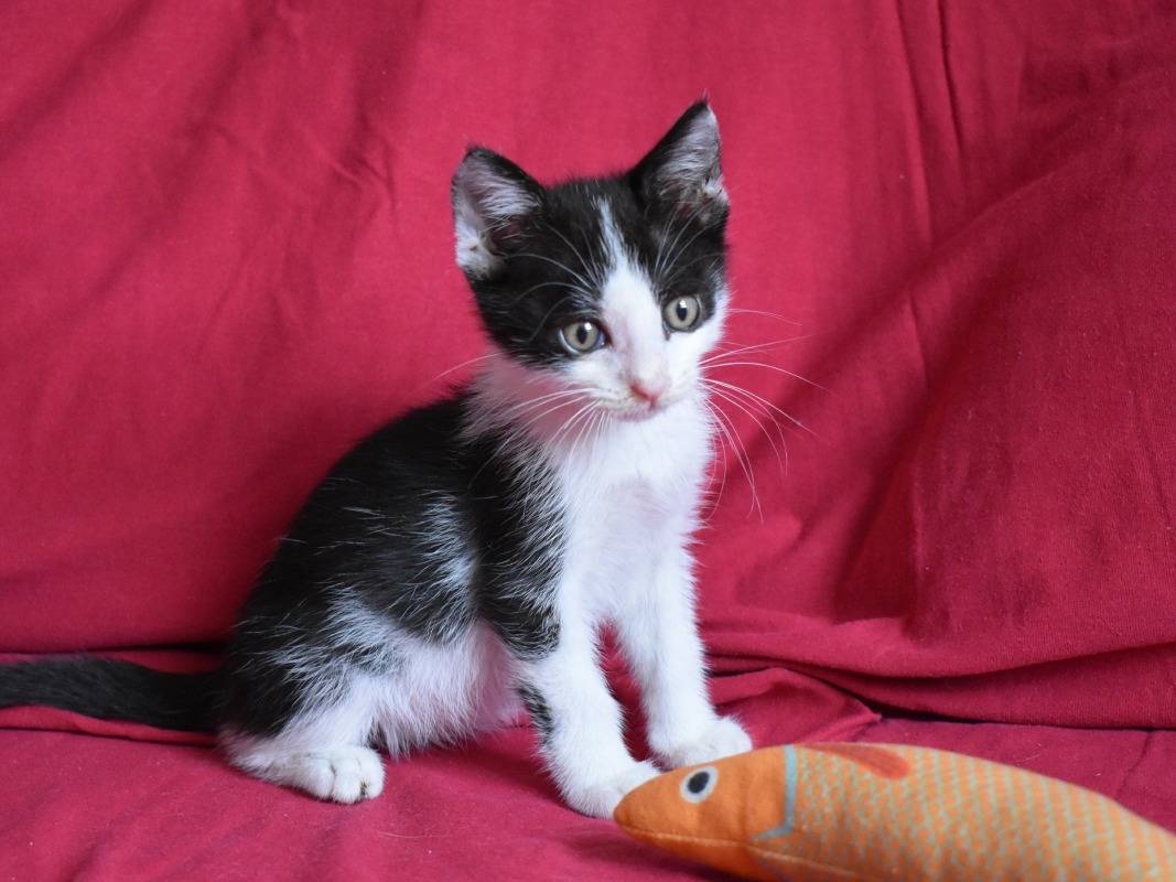 Adotta un gatto, maschio, 1 mesi, Roma