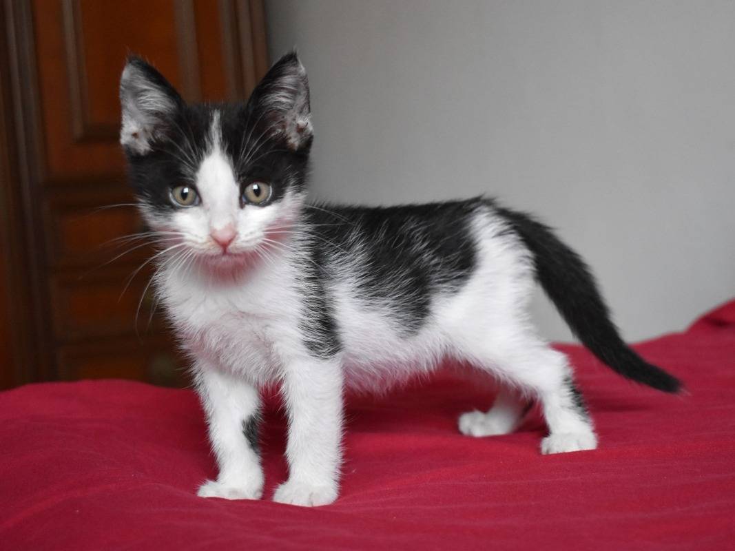 Adotta un gatto, taglia non valida, maschio, Roma