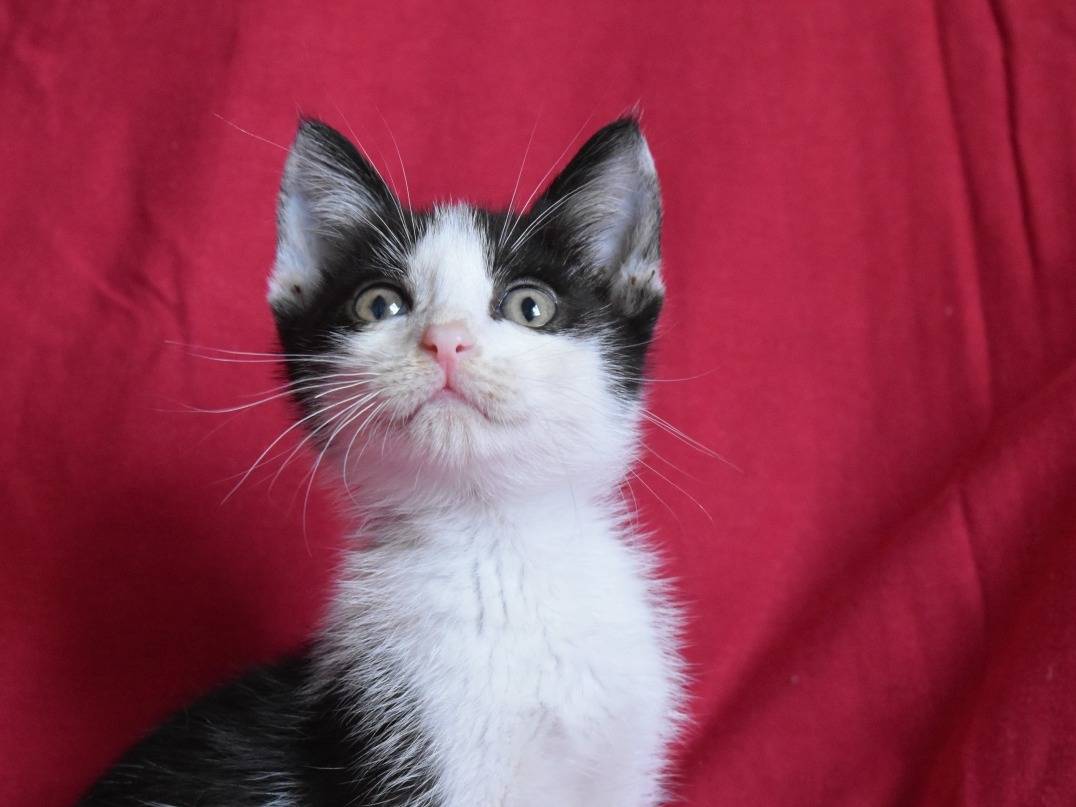 Vuoi adottare un gatto a Roma?