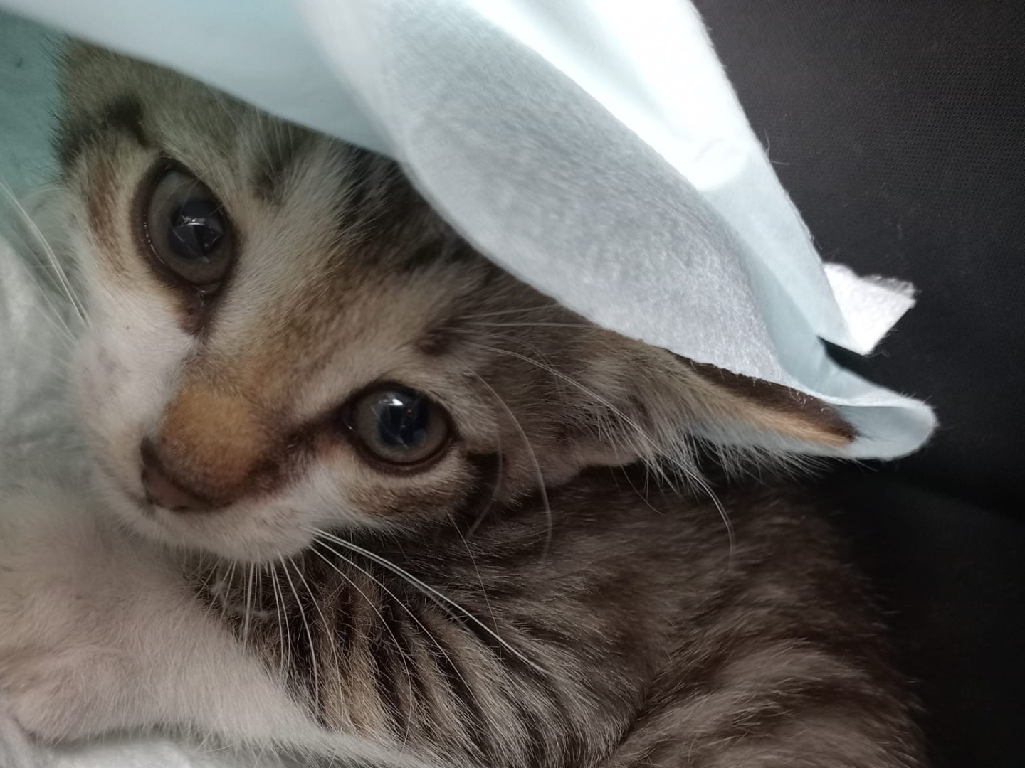 Adozione gatto, maschio, Razza sconosciuta Razza sconosciuta, 1 mesi, taglia non valida, Torino