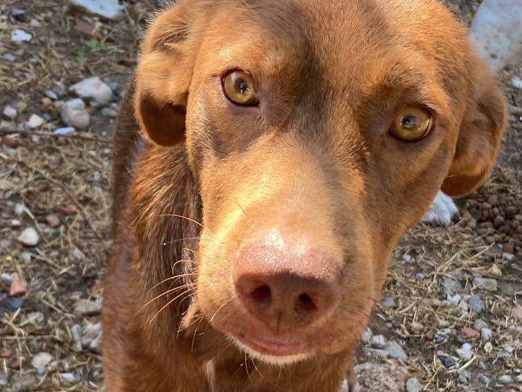 Adozione cane, maschio, Razza sconosciuta Razza sconosciuta, 1 anno e 7 mesi, taglia media contenuta, Sud