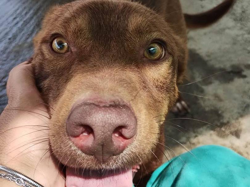 Adotta un cane, maschio, 1 anno e 7 mesi, Sud