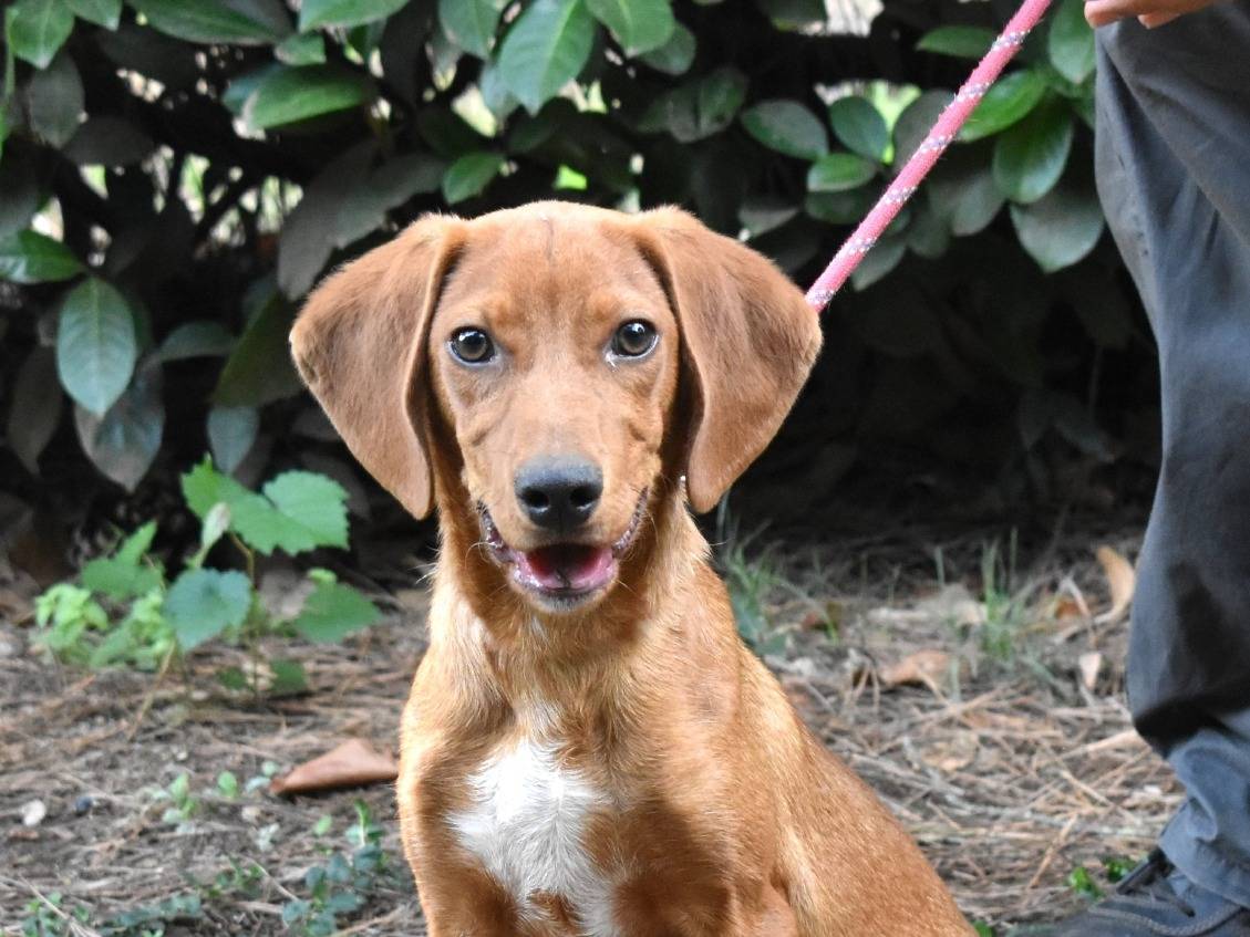 Adotta un cane, taglia media contenuta, maschio, Roma
