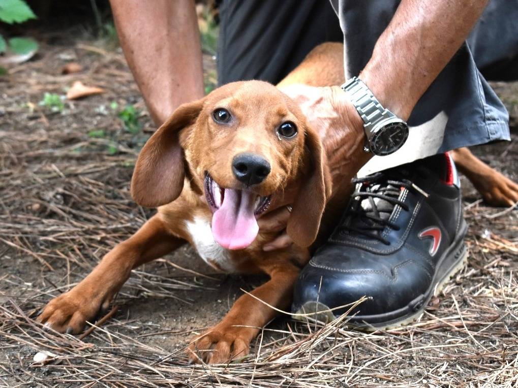 Adotta un cane, maschio, 5 mesi, Roma