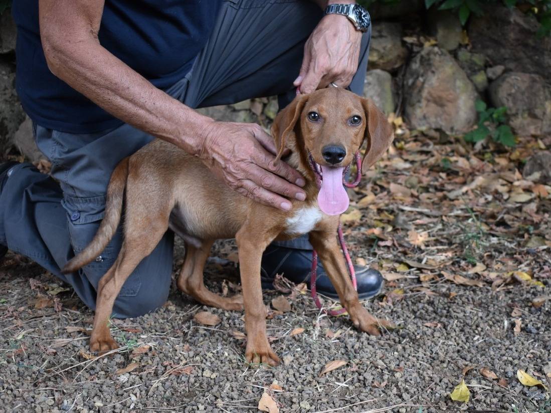 Adotta il cane Tiernan a Roma