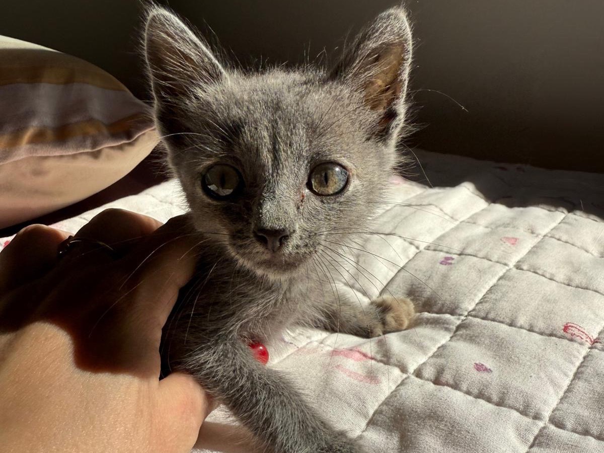 Adozione gatto, maschio, Razza sconosciuta Razza sconosciuta, 1 mesi, taglia non valida, Sassari