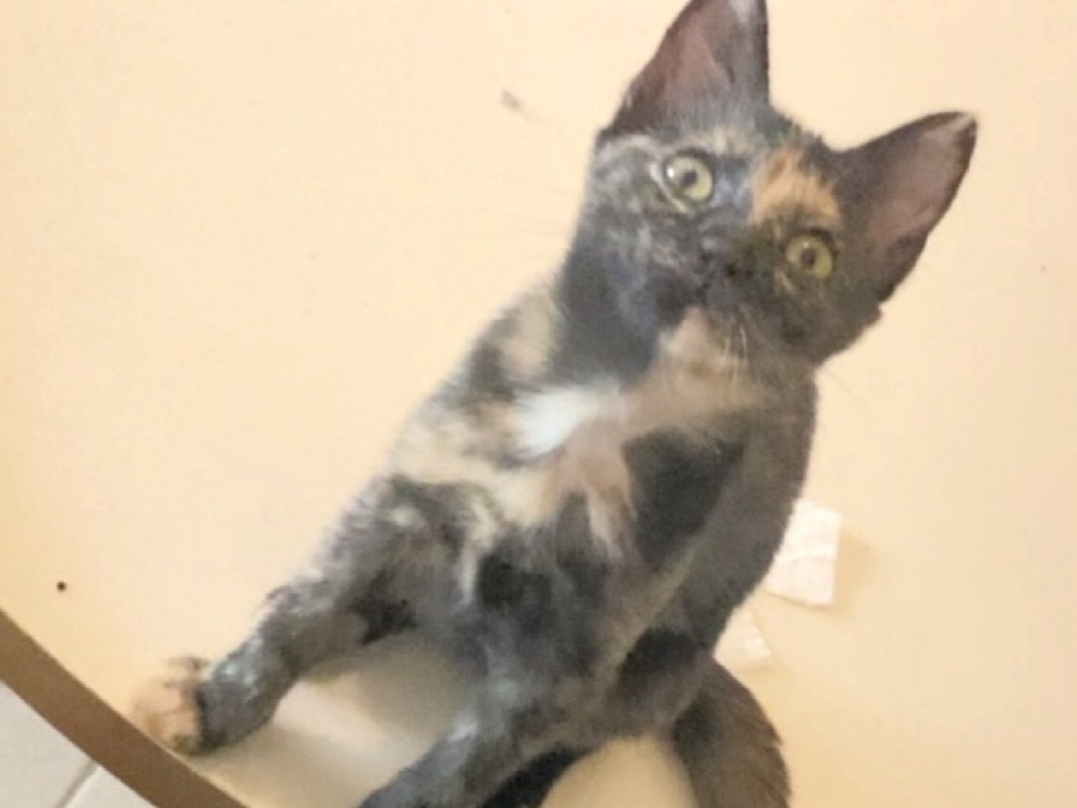Adozione gatto, femmina, Razza sconosciuta Razza sconosciuta, 1 mesi, taglia non valida, Pescara