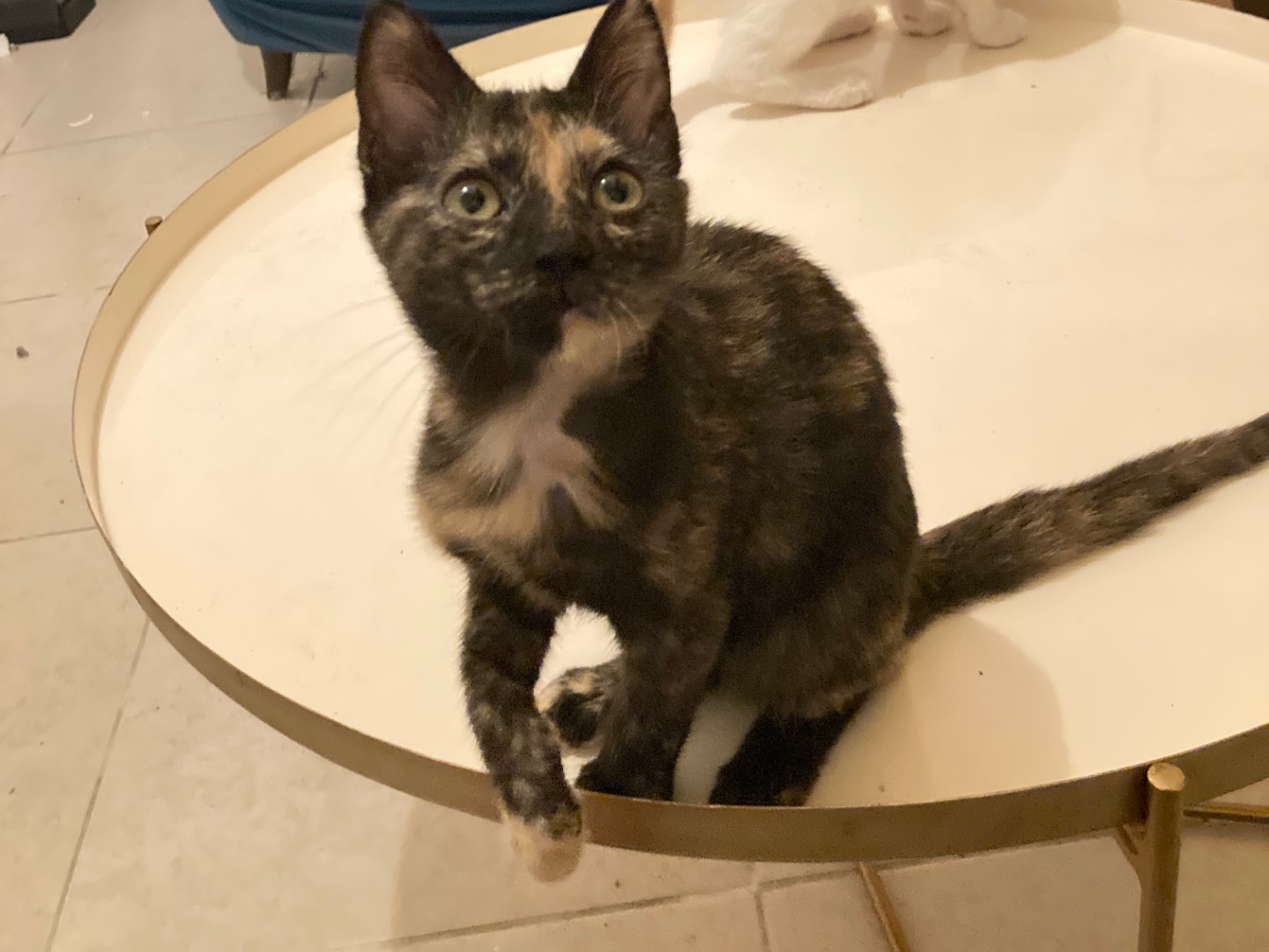 Adotta un gatto, femmina, 1 mesi, Pescara