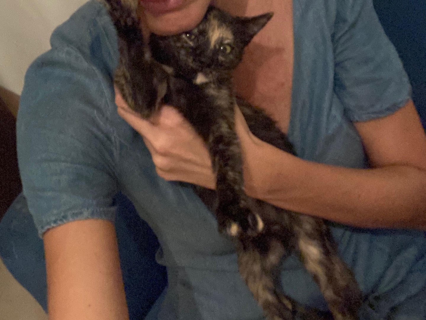 Adotta un gatto, taglia non valida, femmina, Pescara