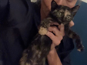 Vuoi adottare un gatto a Pescara?