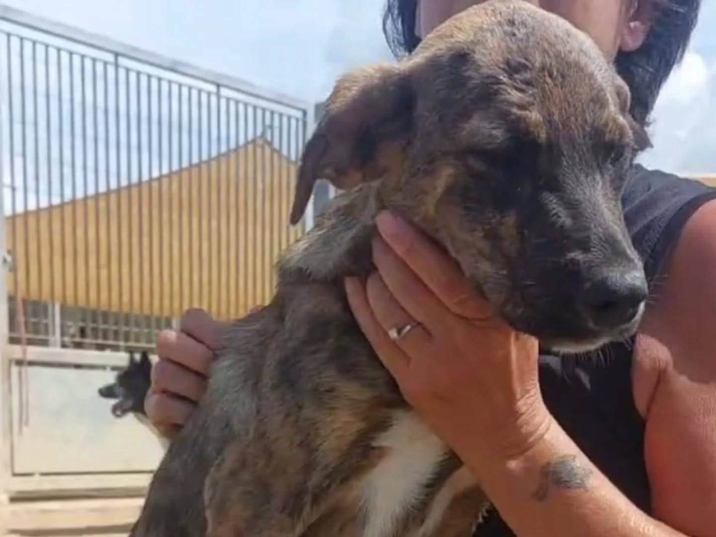 Adozione cane, femmina, Razza sconosciuta Razza sconosciuta, 5 mesi, taglia media, Latina