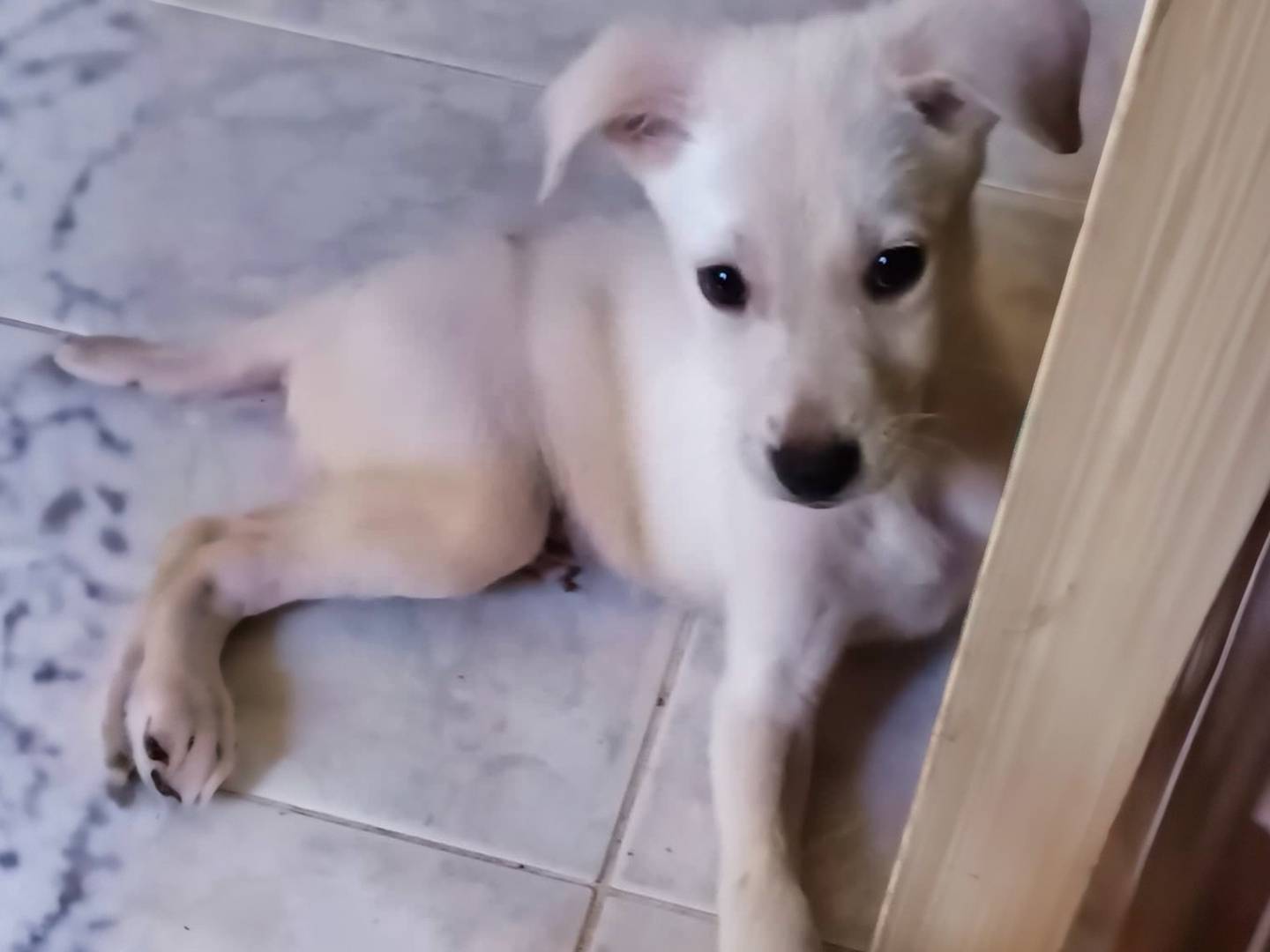 Adozione cane, maschio, Razza sconosciuta Razza sconosciuta, 3 mesi, taglia media contenuta, Como