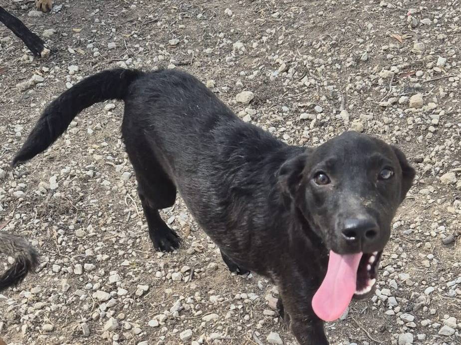 Adozione cane, femmina, Razza sconosciuta Razza sconosciuta, 5 mesi, taglia media, Ragusa