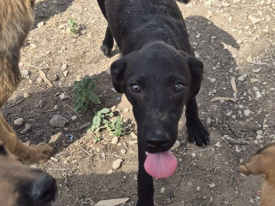 Adotta un cane, femmina, 5 mesi, Ragusa