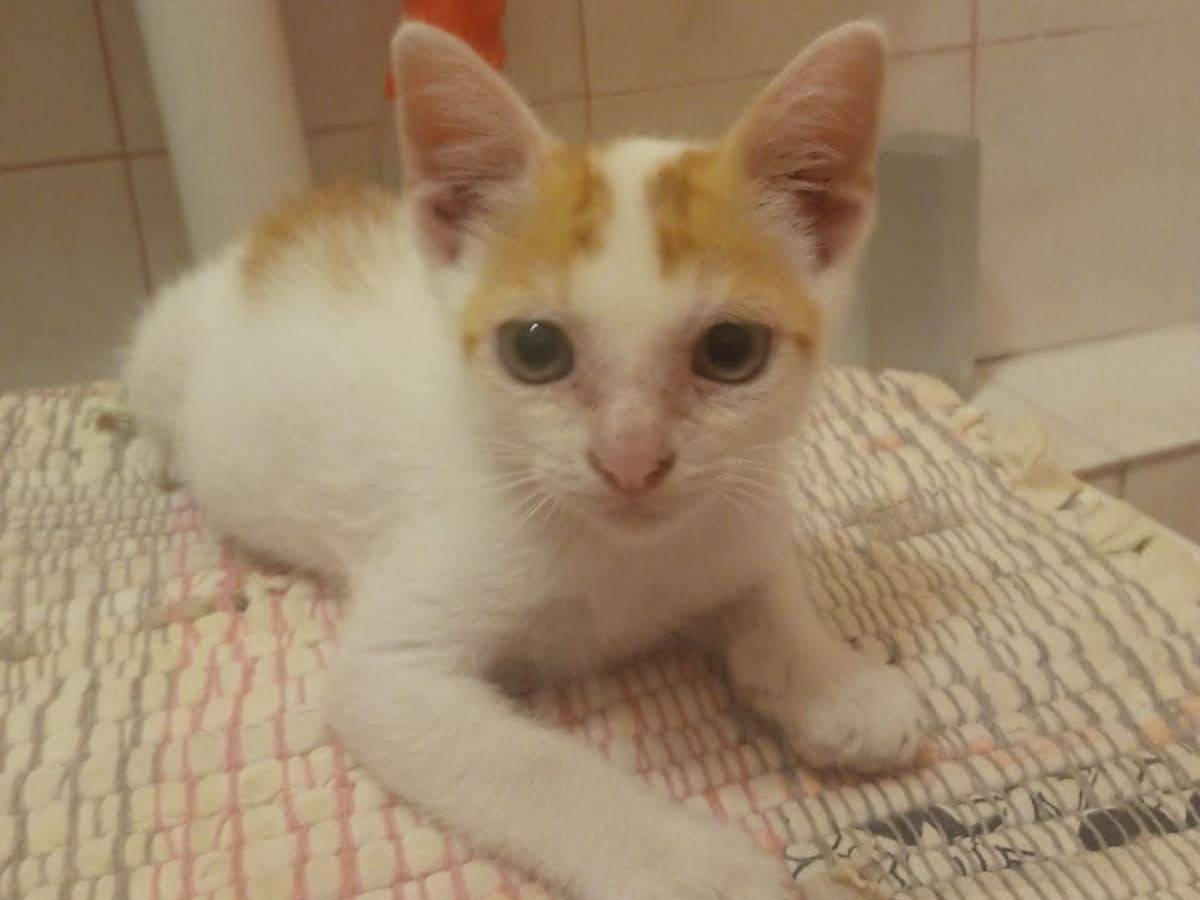 Adozione gatto, maschio, Razza sconosciuta Razza sconosciuta, 3 mesi, taglia non valida, Siracusa