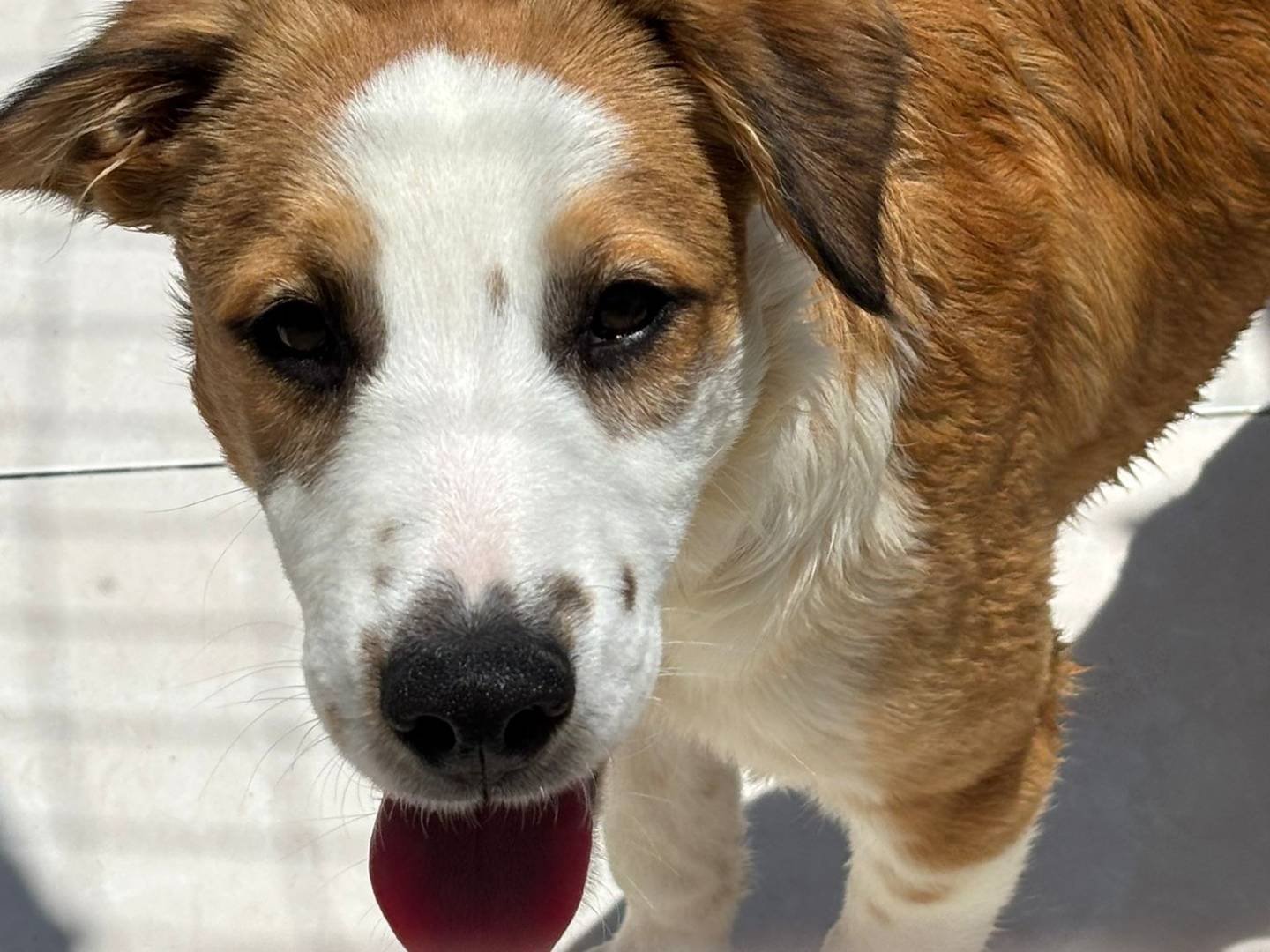 Adozione cane, femmina, Border Collie Razza sconosciuta, 7 mesi, taglia media, Ragusa