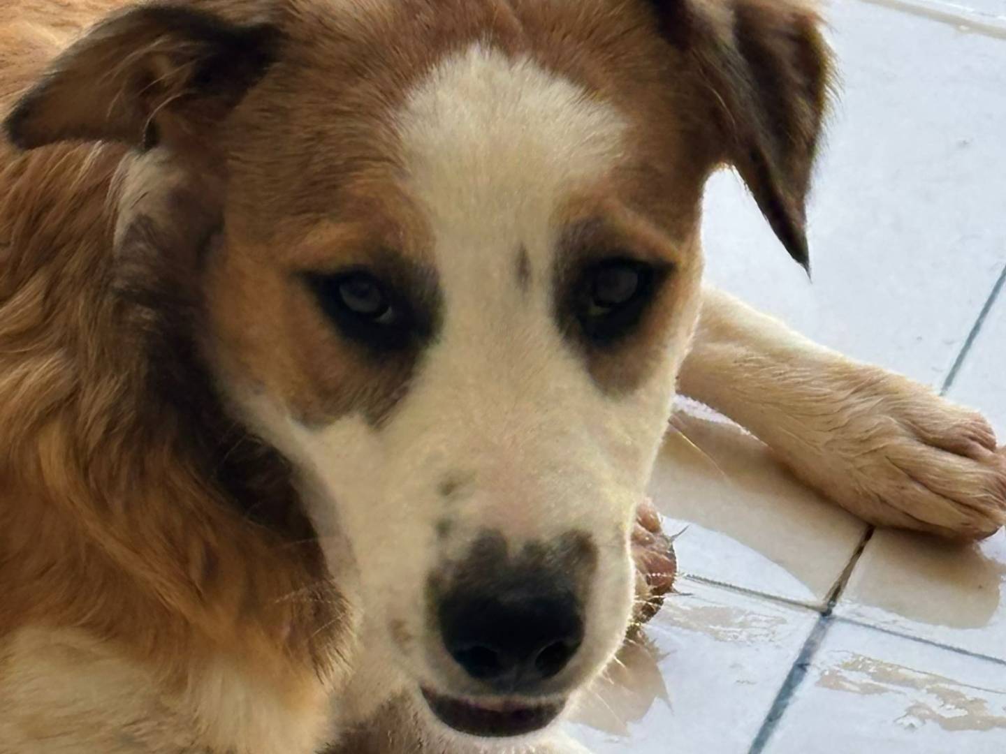 Adotta un cane, femmina, 7 mesi, Ragusa