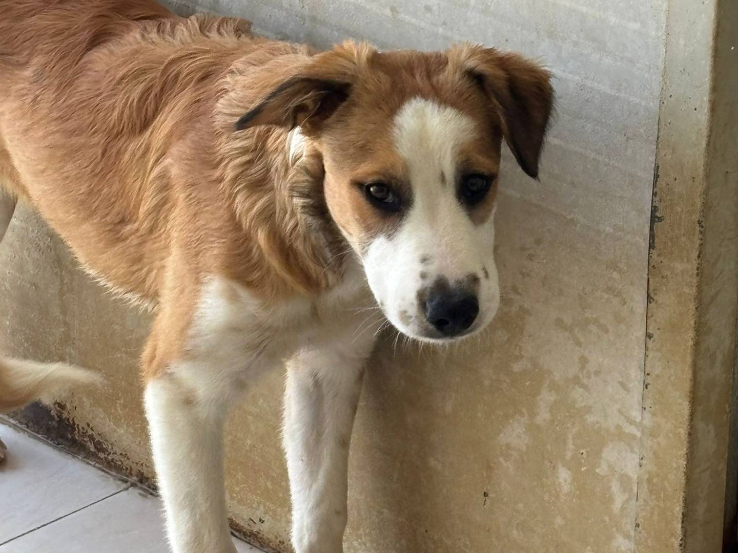Adotta un cane, taglia media, femmina, Ragusa