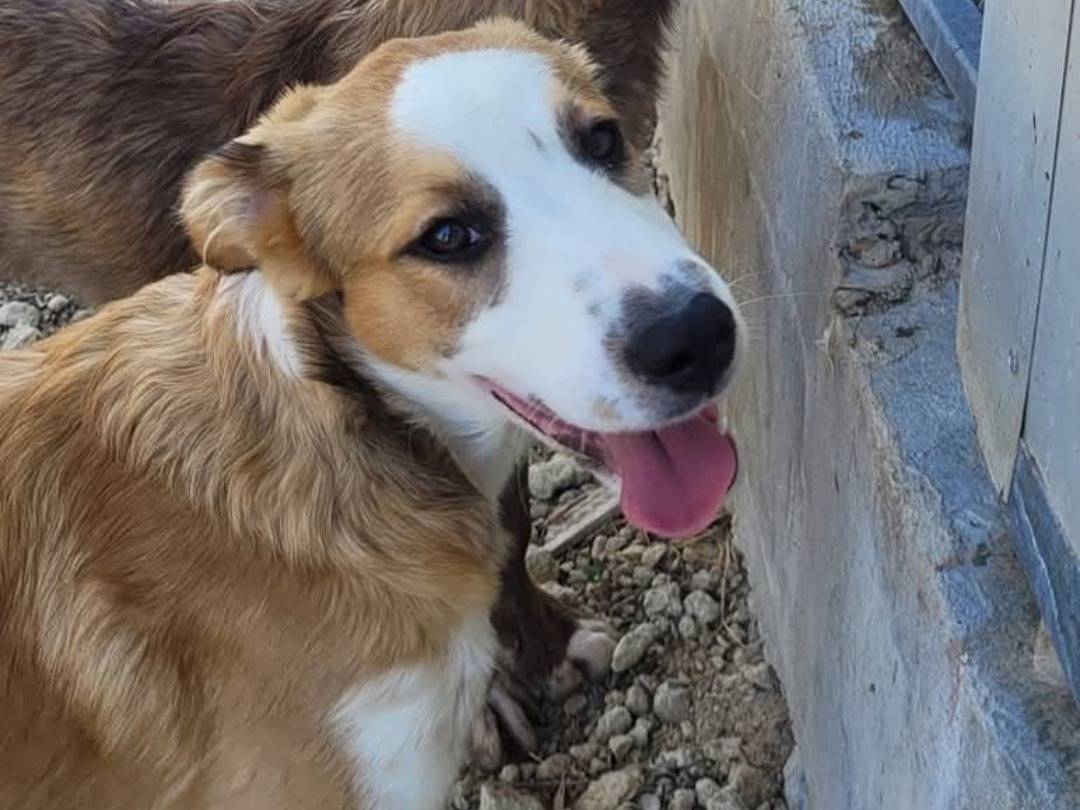 Vuoi adottare un cane a Ragusa?
